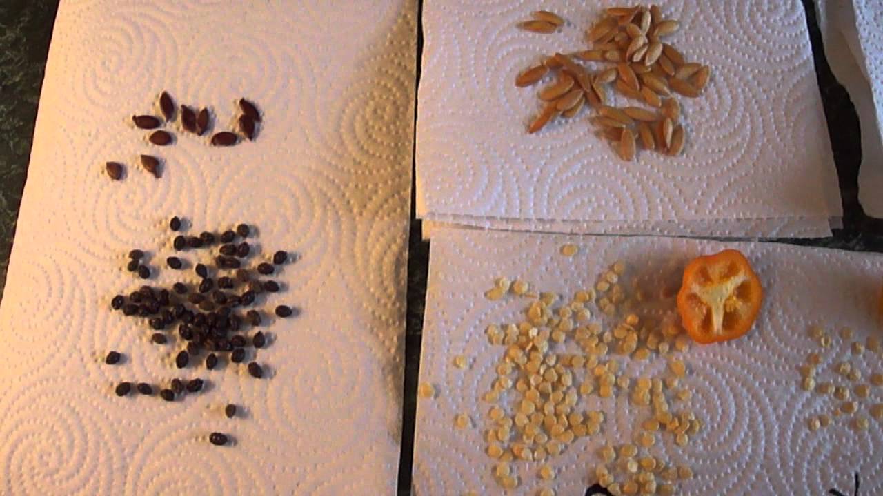Saving NON GMO Organic Seeds IT S SO EASY AND WORTH THE TIME YouTube Saving NON GMO Organic Seeds IT S SO EASY AND WORTH THE TIME YouTube
