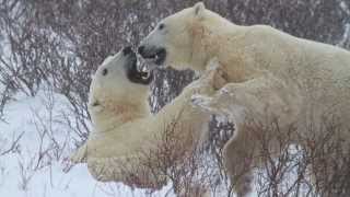 Polar Bear Wrestlemania