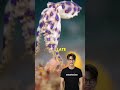 “The Deadliest Tiny Creature in the Ocean 😳” #wildlife #venomouscreatures #blueringedoctopos