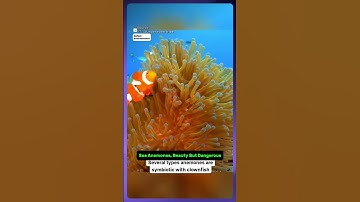 Anemone Killer Fish Traps, Beauty But Dangerous #shorts #viral #defact #anemones