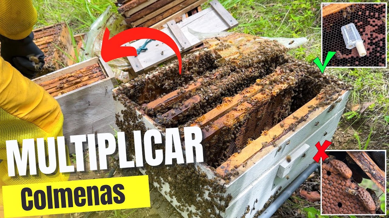 Cómo Hacer Núcleos Ciegos en el Mismo Apiario | Paso a Paso con Reina Fecundada