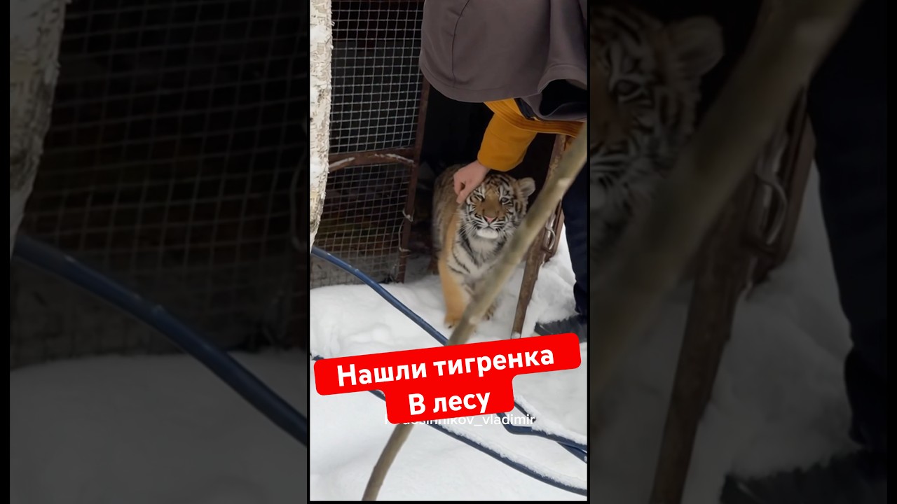 Нашли тигренка в лесу в клетке