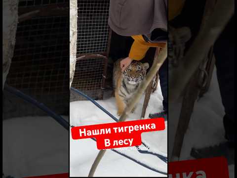 Нашли тигренка в лесу в клетке