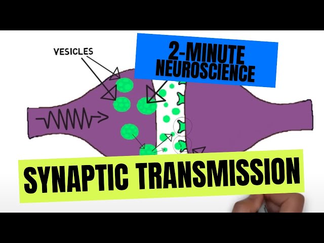 2-Minute Neuroscience: Synaptic Transmission class=