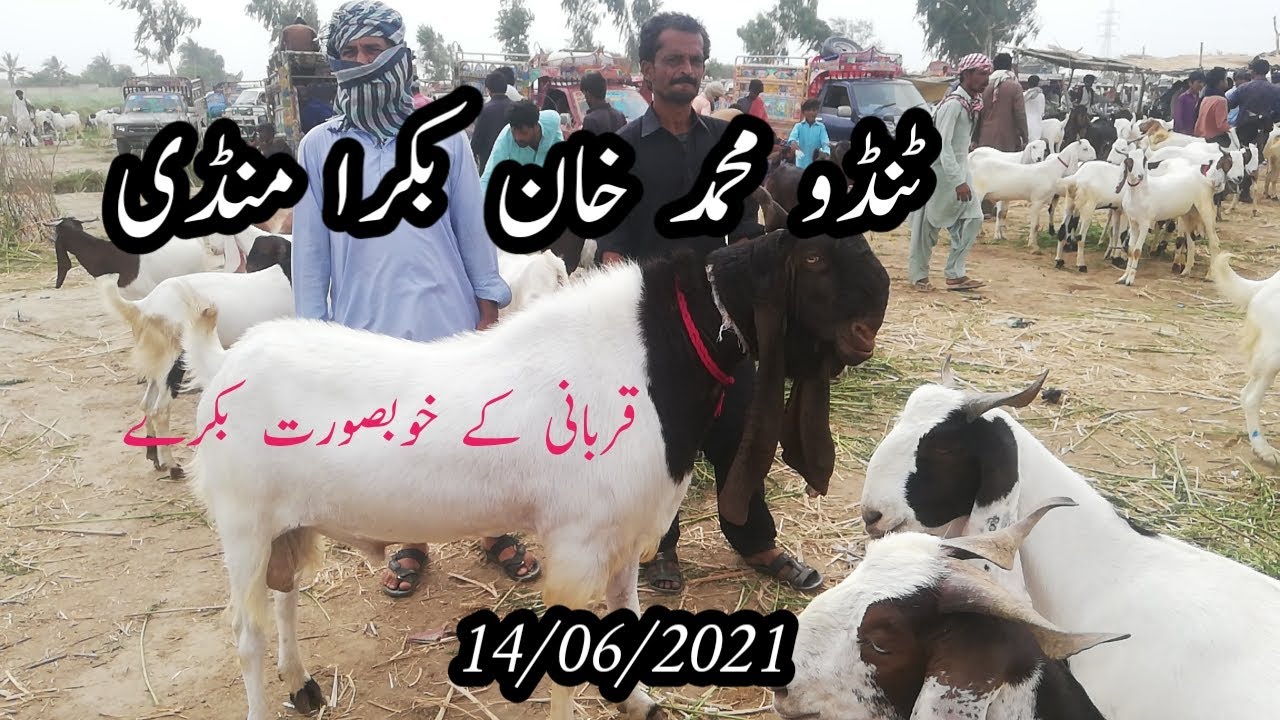 Tando Muhammad Khan bakra Mandi.... 