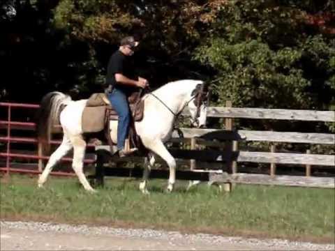 izzy-smooth-gaited-safe-and-fun-tennessee-walking-trail-horse-for-sale