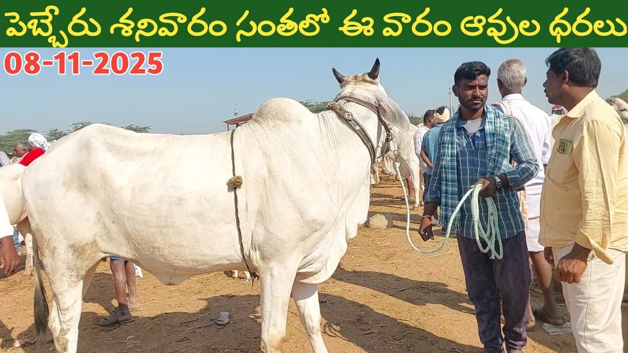 పెబ్బేరు శనివారం సంతలో ఈ వారం ఆవుల ధరలు | Pebbair cow market | Biggest cows in Pebbair bazaar | cow 