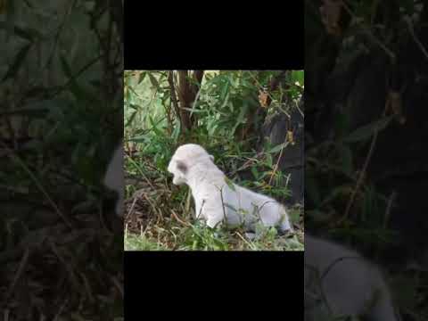 Video: Lion Cub Forladt Af Forældre, Taget Af Sheepdog Mom