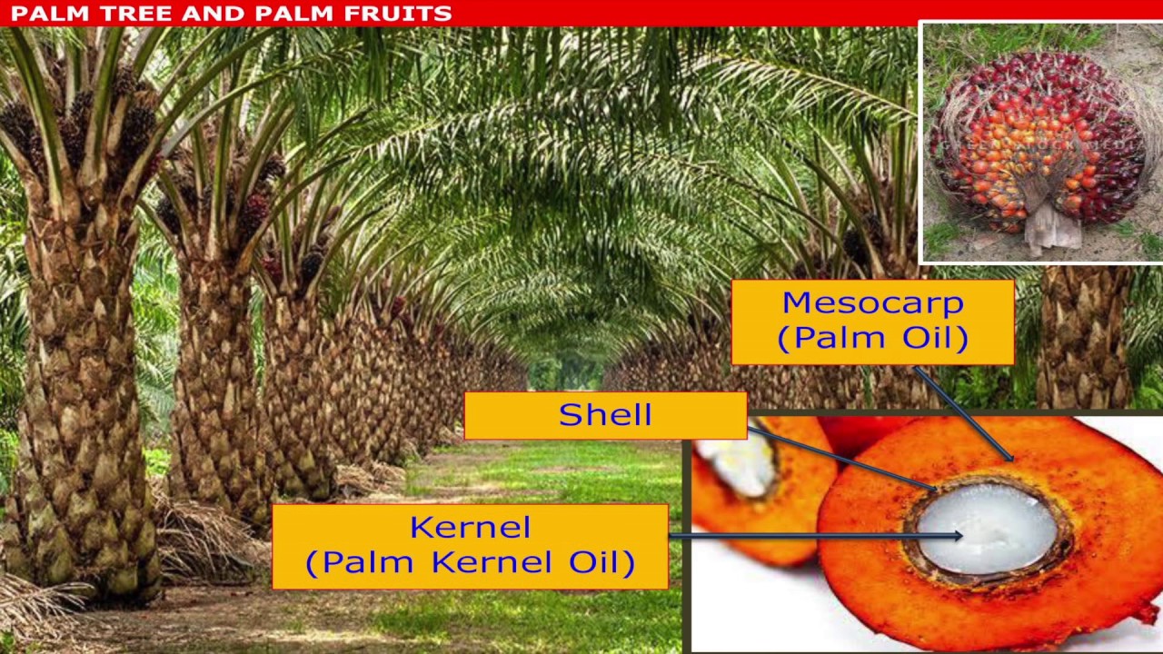 Malaysian Palm Oil International Chef Conference 2016: Oil Palm Tree &  Fruits - YouTube