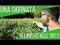 Una giornata nell'orto | La mia routine giornaliera | ORTO & GIARDINAGGIO