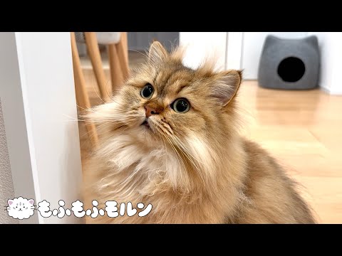 猫のどこが変化したか分かりますか？ 【サイベリアン】