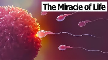 CONCEPTION TO FETUS | The Miracle of Life | Medical 3D Animation of Conception/Fertilization