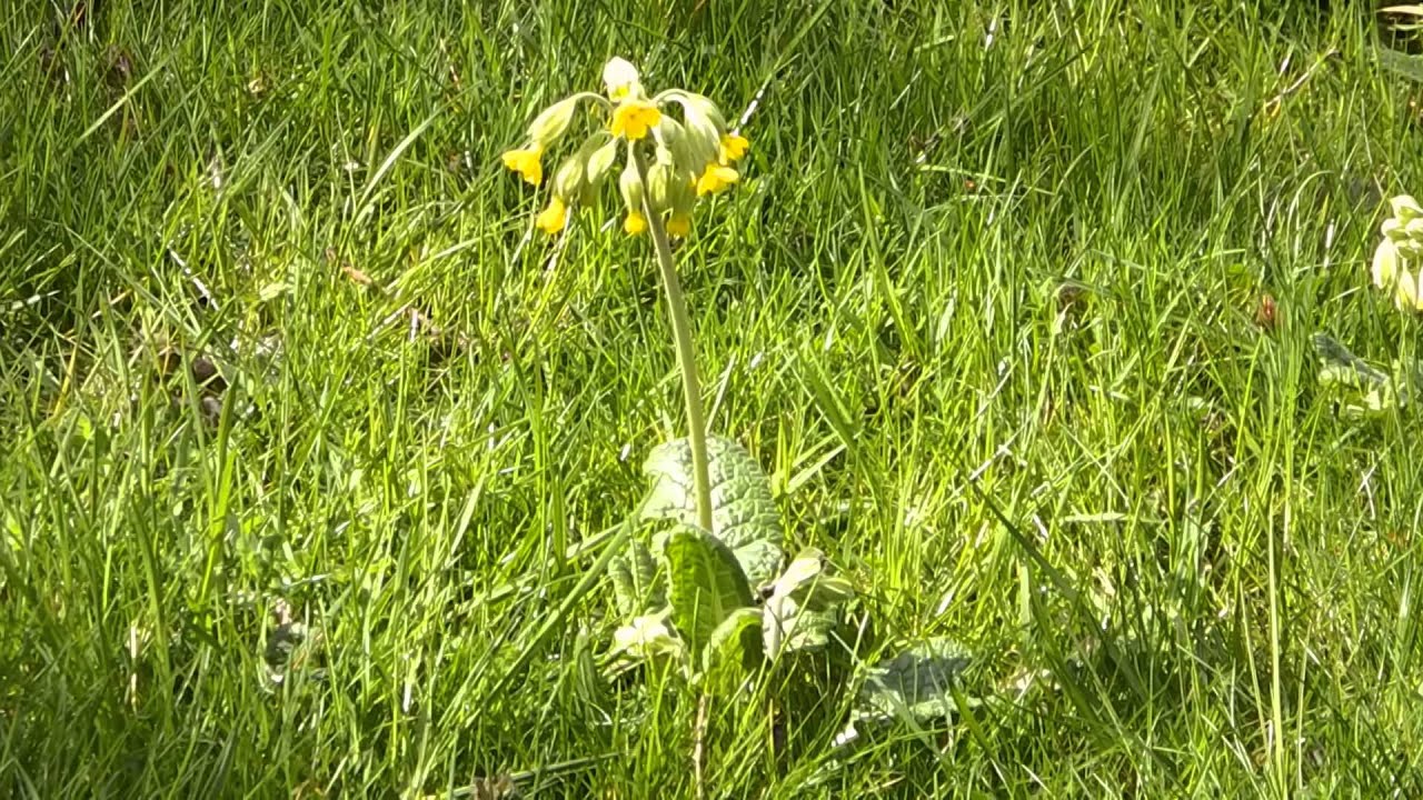 cowslip