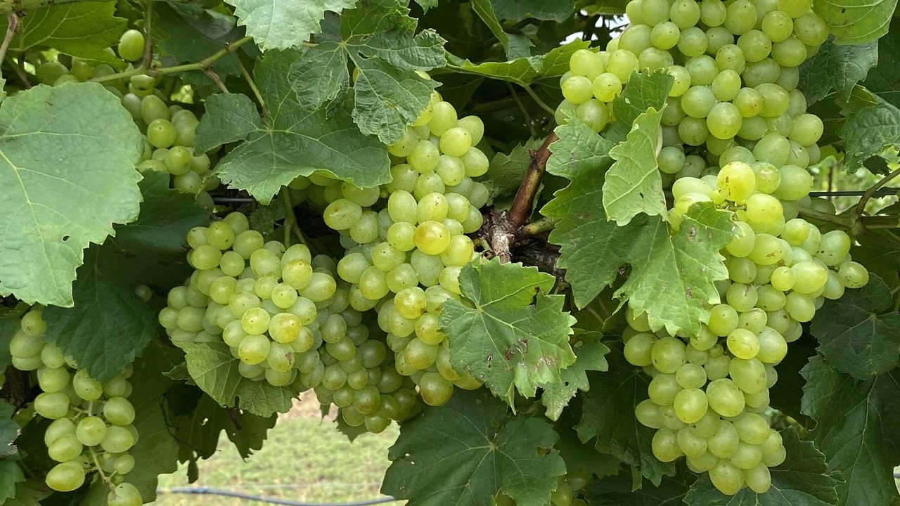 What's Growing On with Southern Sensation Seedless Grapes