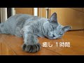 癒し 1 時間 (Healing 1 Hour) (ロシアンブルー RussianBlue)