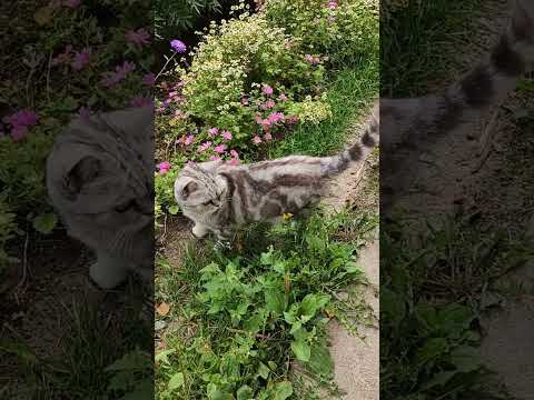 #кошка #кот #котики #забавныеживотные #забавныекотики #shorts #shortsvideo #британец