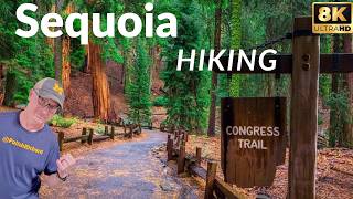 Congress Trail: The Most Incredible Easy Hike in Sequoia National Park?