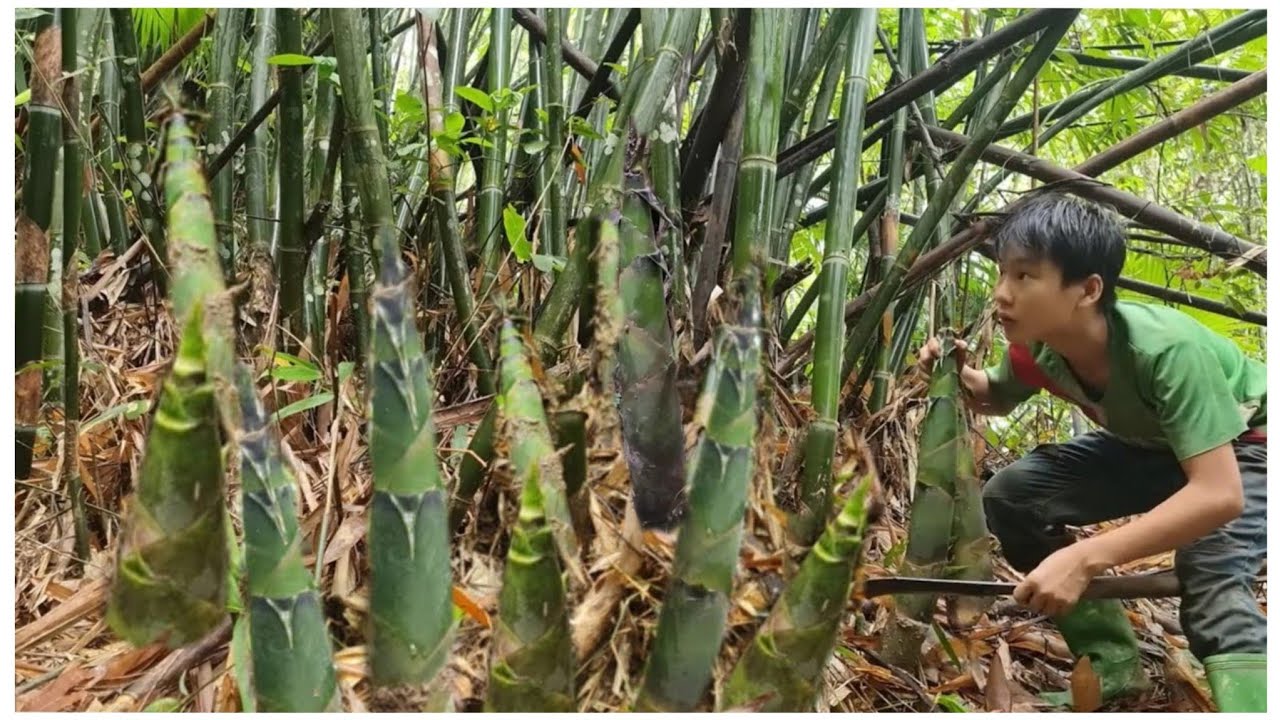The poor boy's skill in venturing into the forest to find giant bamboo shoots to sell.