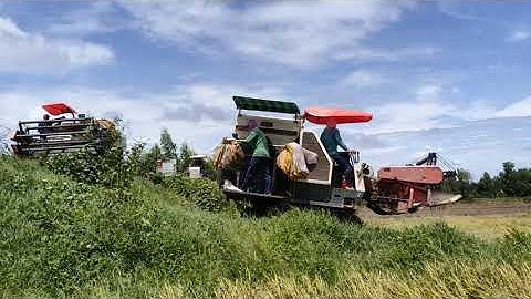 máy Cắt 60 và 70 độ hầm 95 Cắt Lúa sập quá nhanh tập1074 #maibangtv