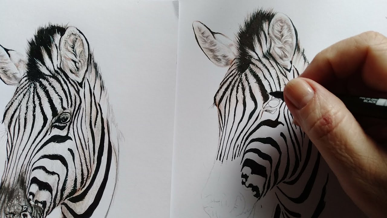 Como fazer desenho realista de zebra: 5 de 5 