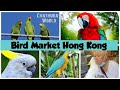 Hong Kong 🇭🇰 bird market #birdmarket #hkg #mongkok #yuenpostreet #flowermarket #birdgarden #parrot