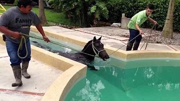 ¿Cómo se dice que se puede llevar un caballo al agua?