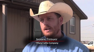 Angus VNR: Building a business, feeding the world