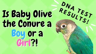 Is My Conure a Boy or a Girl? DNA Test Results! | BirdNerdSophie