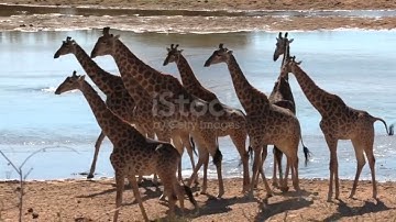 Giraffe sound |Giraffe sound video |Giraffe video #animalsname #animalsouds #animals