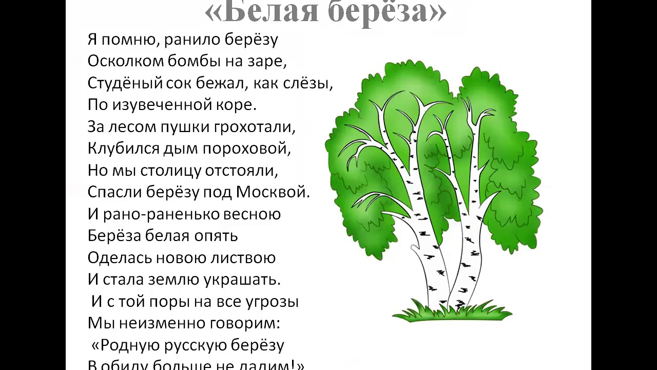 Белая береза стихотворение 2 класс васильев. Васильев береза стихотворение. Стих Сергея Васильева белая береза. Белая берёза Васильев 2 класс.