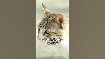 Decoding Cat Chatter: 100 Ways Cats Talk     #shorts  #reels