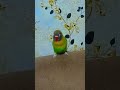 #parrot #funny #bird#