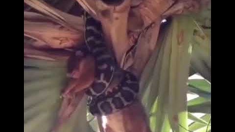 Ringtail Possum killed by Python