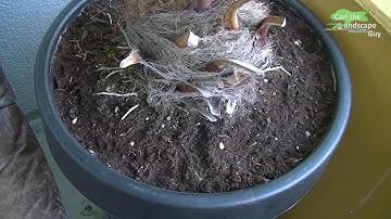 HOW TO SET UP AUTOMATIC WATERING POT |INDEPENDENT PLANT IRRIGATION BLUMAT PLANTER+SOLAR LED