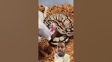 Does a ball python bite hurt?