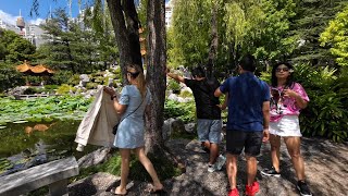 (4k) 2023 Summer walk | Chinese Garden Of Friendship, Darling Harbour, Sydney, NSW, Australia