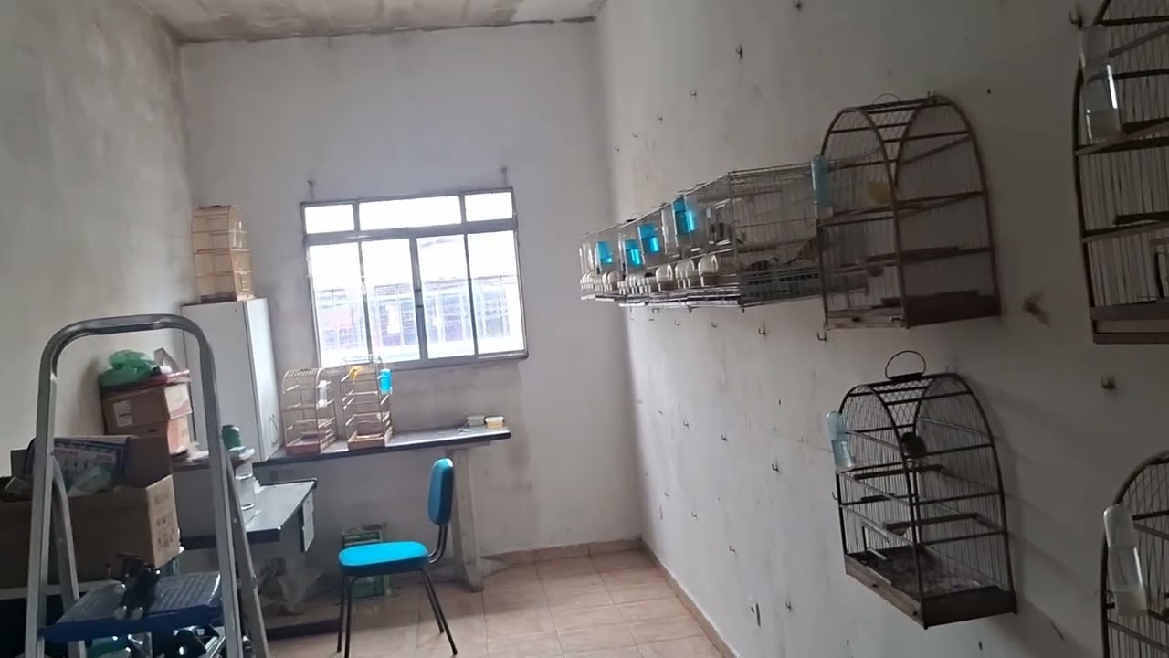 Os filhotes cenoura já estão  junto  com o branco 