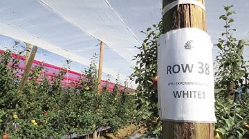 Photoselective Anti-Hail Netting Trial for ‘Honeycrisp’ Apple