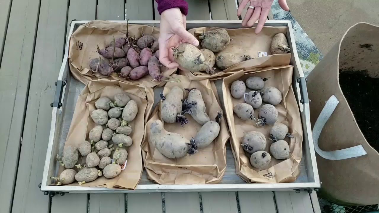 How to Grow Potatoes in Containers (Grow Bags) ~ Homestead and Chill