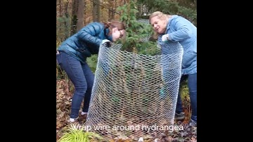 How to Protect Your Bigleaf Hydrangea for Winter #shorts