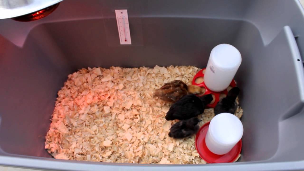 1 LB. Baby Chick Feeder from Chicken Condos YouTube