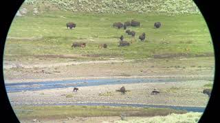 Wolf Finds Out the Hard Way That Exhausted Bison Still Has Some Fight in Him