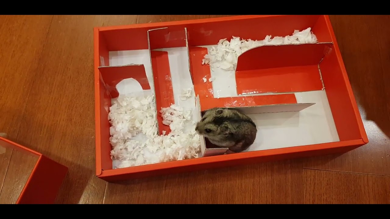 Phodopus sungorus play in myst