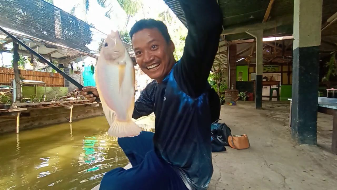 Asiknya mancing ikan nila di kolam pemancingan
