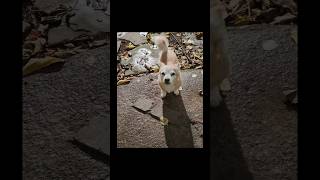 first photos of 2026 || #dog #dogs #photography #pixel8a #googlepixel #nature