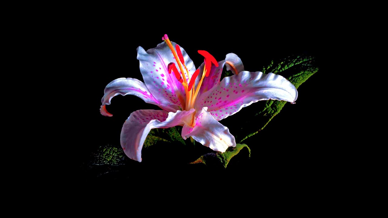 HAZARD | Dark Hard Trap Beat | Deep Melodic Hiphop Rap Instrumental 2019