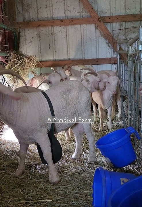 New Purebred Angora Goats Just Arrived Home! #angoragoat #mohair #ranchlife