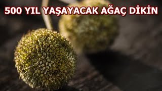 Tohumdan Çınar Yetiştirme - Çınar Tohumu Ne Zaman Toplanır?