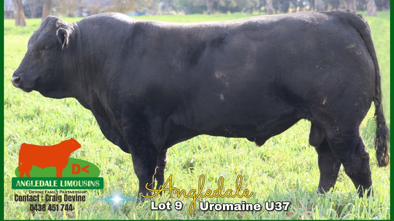 NLBS 2025 Lot 9 Angledale Uromaine U37 TDJPU37