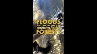 Floods and their connection to our Forests
